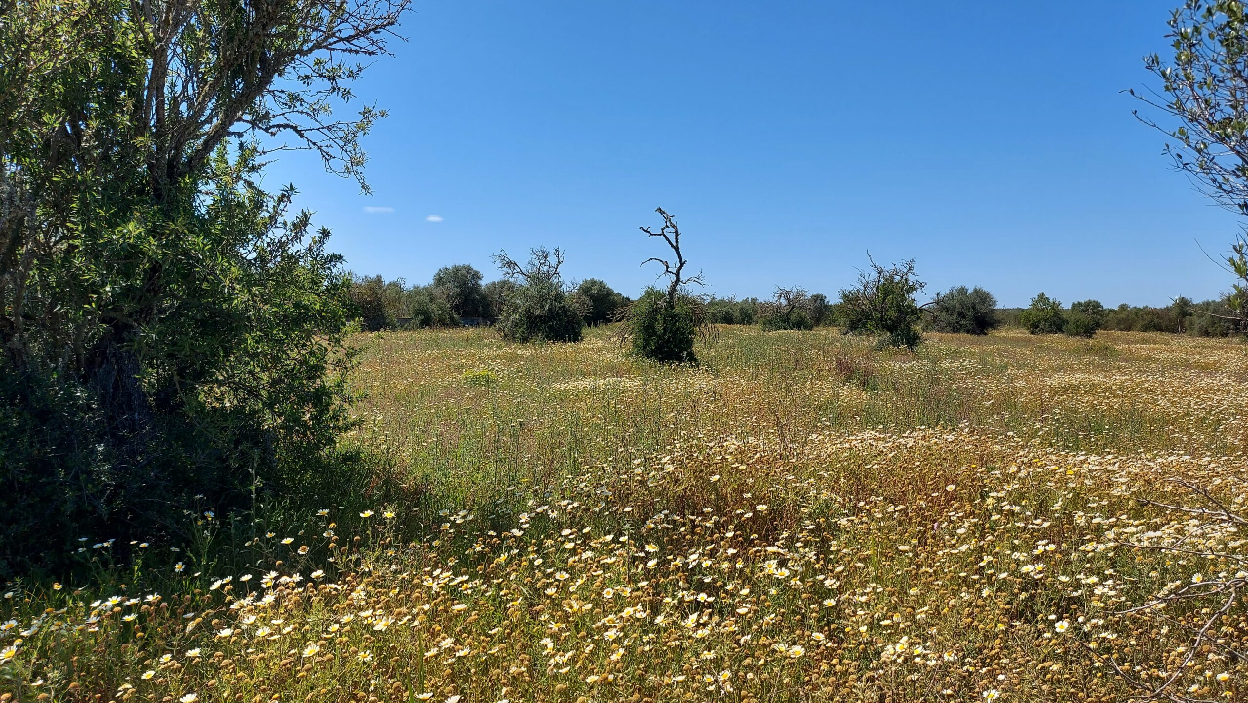 I-5037 Parcela Rústica entre Campos y Sa Ràpita: Naturaleza y privacidad a un paso del mar